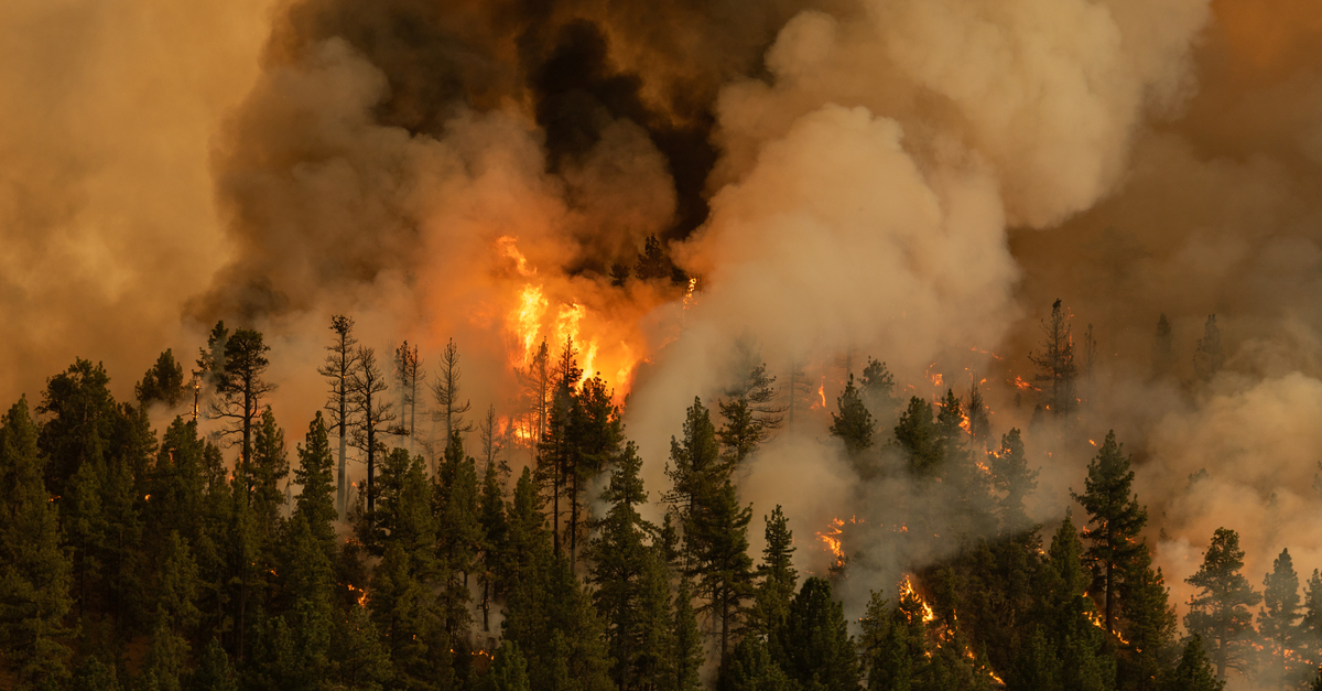 photograph of forest fire